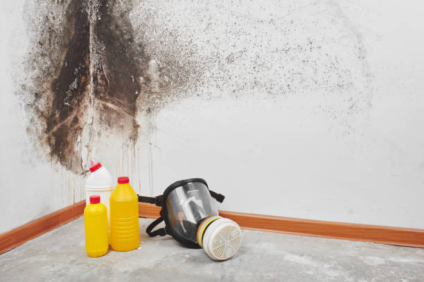 Best Toxic Mold Removal  in North Zanesville, OH