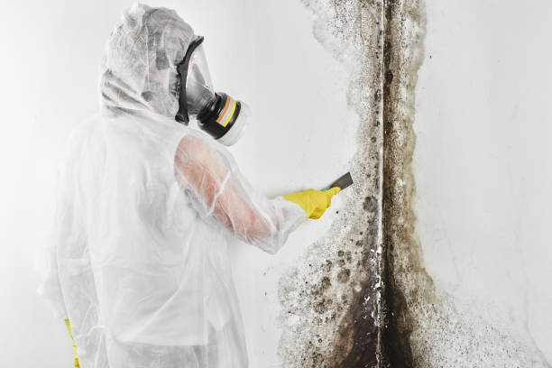 Best Attic Mold Removal  in North Zanesville, OH