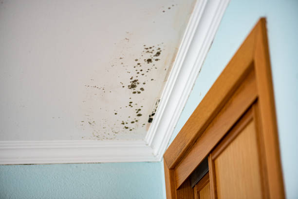 Best Emergency Mold Removal  in North Zanesville, OH