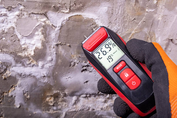 Best Fast Mold Removal  in North Zanesville, OH