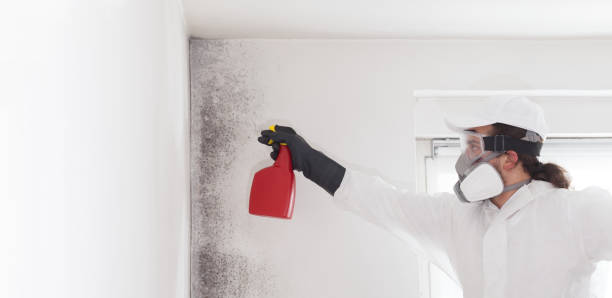 Best Certified Mold Removal  in North Zanesville, OH