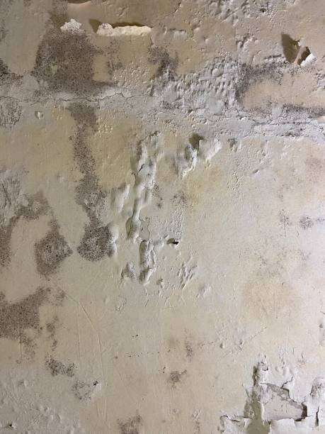 Best Toxic Mold Removal  in North Zanesville, OH