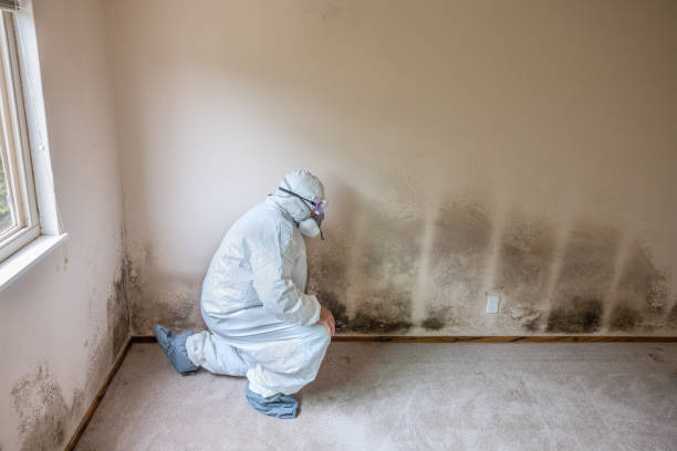 Best Affordable Mold Removal  in North Zanesville, OH