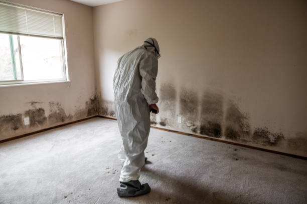 Best Mold Removal Near Me  in North Zanesville, OH