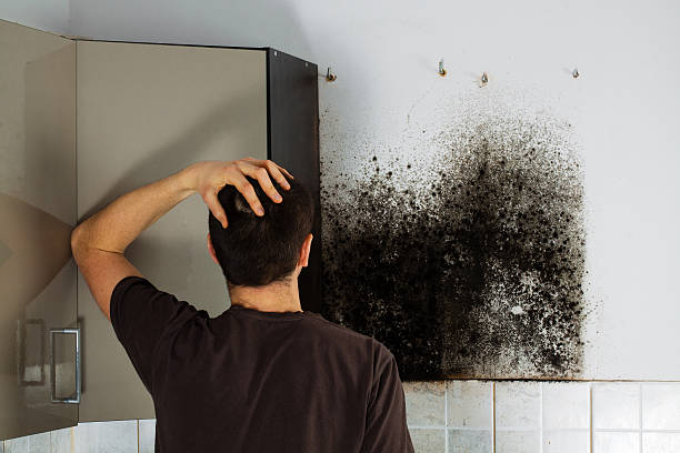 Attic Mold Removal in North Zanesville, OH