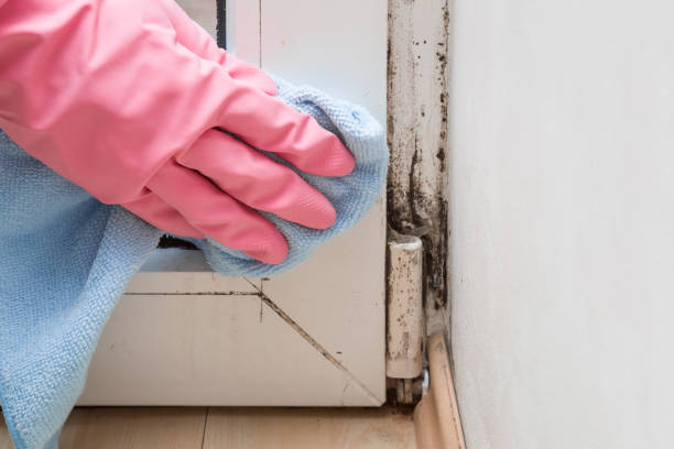 Mold Removal and Inspection in North Zanesville, OH