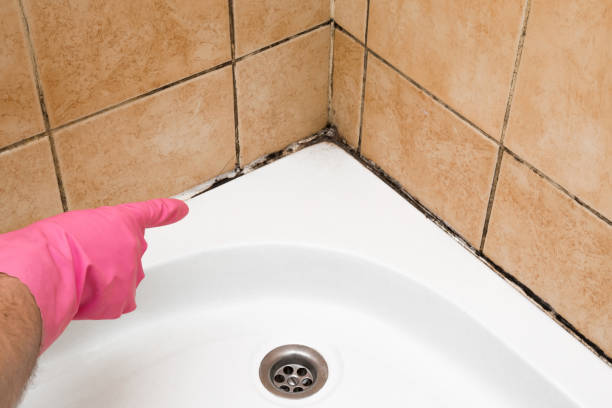Best Best Mold Removal Companies  in North Zanesville, OH