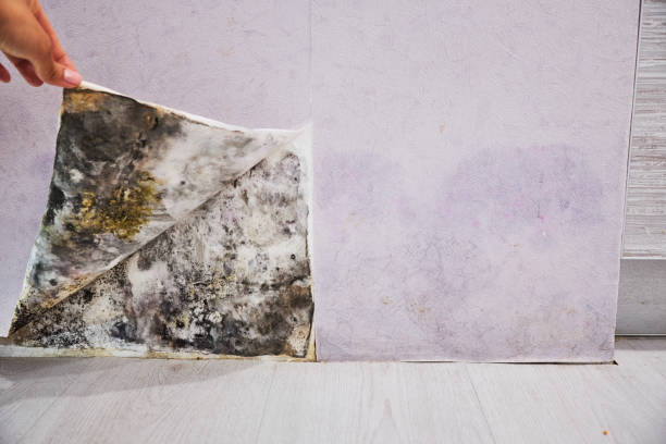  North Zanesville, OH Mold Removal Pros